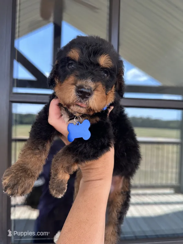 F1b medium bernedoodle blue  – Bernedoodle puppy for sale in Canton, TX