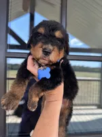 F1b medium bernedoodle blue , a male Bernedoodle for sale in Canton, TX – 1 of 5