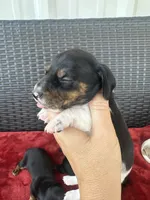 black and tan pied, a male Miniature Dachshund for sale in Canton, TX – 4 of 6