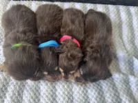 LH Boy, a male Miniature Dachshund for sale in Canton, TX – 2 of 4