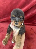 Merle F1b medium , a male Bernedoodle for sale in Canton, TX – 4 of 5