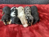 black and tan pied, a male Miniature Dachshund for sale in Canton, TX – 5 of 6