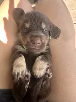 Neon girl, a female Miniature Dachshund for sale in Canton, TX – 3 of 4
