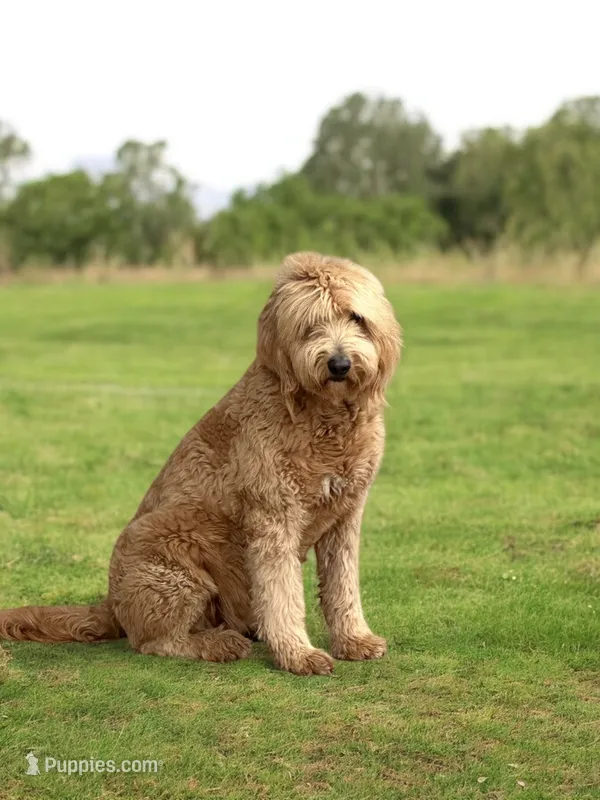 Honey – Goldendoodle puppy for sale in Canton, TX