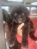 Black, a female Bernedoodle and Miniature Bernedoodle for sale in Canton, TX – Photo 2 of 6