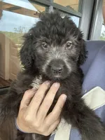 Black, a female Bernedoodle and Miniature Bernedoodle for sale in Canton, TX – Photo 4 of 6