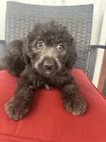 Black, a female Bernedoodle and Miniature Bernedoodle for sale in Canton, TX – Photo 6 of 6