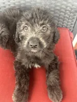 Black, a female Bernedoodle and Miniature Bernedoodle for sale in Canton, TX – Photo 1 of 6