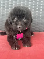Black, a female Bernedoodle and Miniature Bernedoodle for sale in Canton, TX – Photo 3 of 6