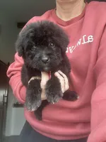 Black, a female Bernedoodle and Miniature Bernedoodle for sale in Canton, TX – Photo 5 of 6