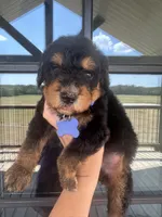F1b medium bernedoodle blue , a male Bernedoodle for sale in Canton, TX – 3 of 5