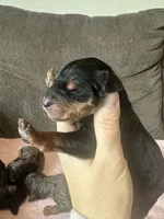 F1b phantom boy, a male Bernedoodle for sale in Canton, TX – Photo 3 of 9