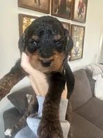 F1b phantom boy, a male Bernedoodle for sale in Canton, TX – Photo 1 of 9