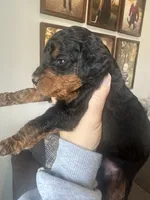 F1b phantom boy, a male Bernedoodle for sale in Canton, TX – Photo 8 of 9