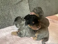 F1b phantom boy, a male Bernedoodle for sale in Canton, TX – Photo 5 of 9