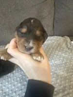 F1b phantom boy, a male Bernedoodle for sale in Canton, TX – Photo 6 of 9