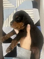 F1b phantom boy, a male Bernedoodle for sale in Canton, TX – Photo 9 of 9