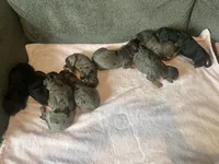 F1b phantom boy, a male Bernedoodle for sale in Canton, TX – Photo 4 of 9