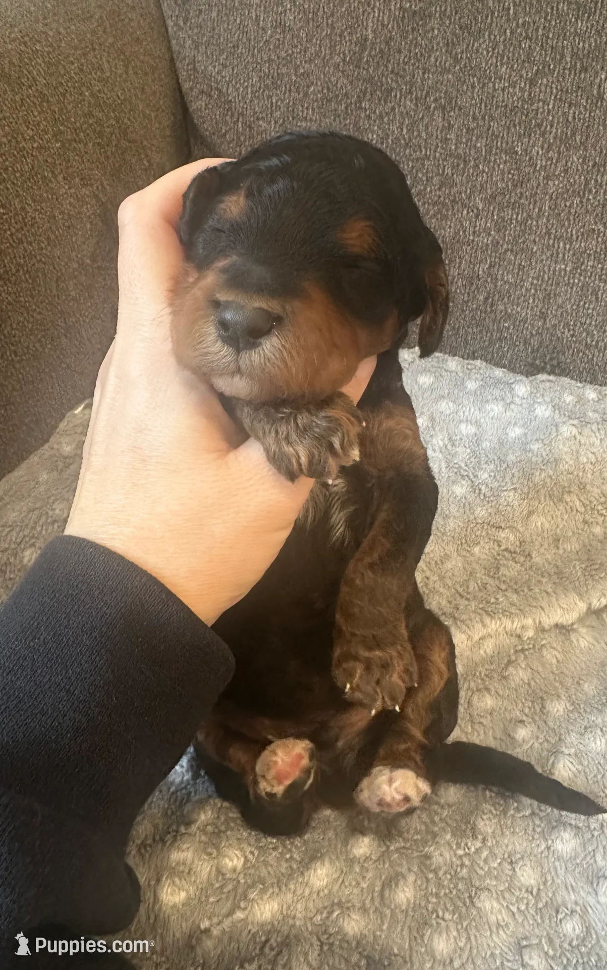 F1b phantom boy, a male Bernedoodle for sale in Canton, TX – Photo 2 of 9