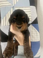 F1b phantom boy, a male Bernedoodle for sale in Canton, TX – Photo 7 of 9