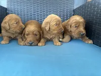 Red girl f1, a female Goldendoodle for sale in Canton, TX – 3 of 3