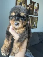 Merle girl phantom, a female Bernedoodle for sale in Canton, TX – 2 of 5