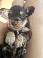 LH Boy, a male Miniature Dachshund for sale in Canton, TX – 4 of 4