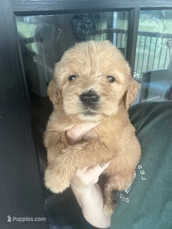 F1 girlie English cream- neon – Goldendoodle puppy for sale in Canton, TX