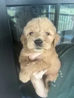 F1 girlie English cream- neon, a female Goldendoodle for sale in Canton, TX – 1 of 5