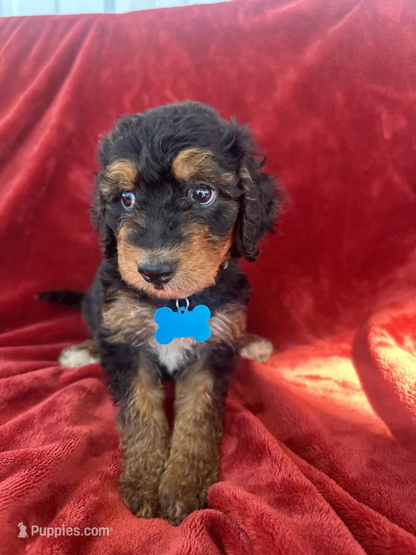 Teal - medium f1b – Bernedoodle puppy for sale in Canton, TX