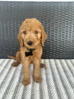 F1 goldendoodle, a male Goldendoodle for sale in Canton, TX – 9 of 9