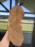 f1b goldendoodle, a female Goldendoodle for sale in Canton, TX – Photo 3 of 3