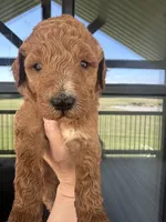 f1b goldendoodle, a female Goldendoodle for sale in Canton, TX – Photo 2 of 3