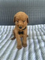 F1 small standard, a male Goldendoodle for sale in Canton, TX – 2 of 5