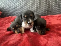 black and tan pied, a male Miniature Dachshund for sale in Canton, TX – 6 of 6