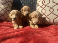 F1 boy English cream , a male Goldendoodle for sale in Canton, TX – 2 of 2