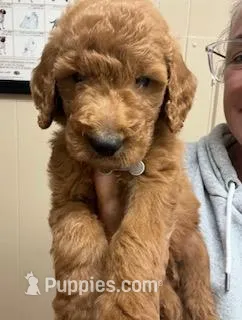 F1b Boy, a male Goldendoodle for sale in Canton, TX – 1 of 2