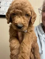 F1b Boy, a male Goldendoodle for sale in Canton, TX – 1 of 2