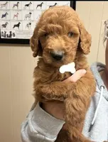 F1b Boy, a male Goldendoodle for sale in Canton, TX – 2 of 2