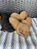 F1b black , a female Goldendoodle for sale in Canton, TX – 2 of 2
