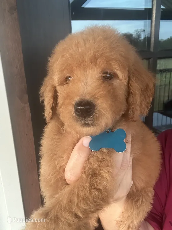 F1b medium girl – Goldendoodle puppy for sale in Canton, TX