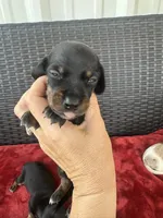 Black/tan, a male Miniature Dachshund for sale in Canton, TX – 2 of 4