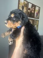 F1b medium bernedoodle blue , a male Bernedoodle for sale in Canton, TX – 2 of 5