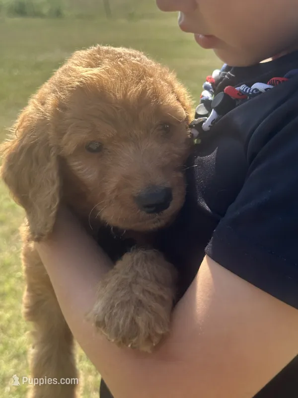 F1 small standard – Goldendoodle puppy for sale in Canton, TX