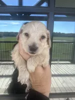 Darker cream AKC LH, a female Miniature Dachshund for sale in Canton, TX – 4 of 7