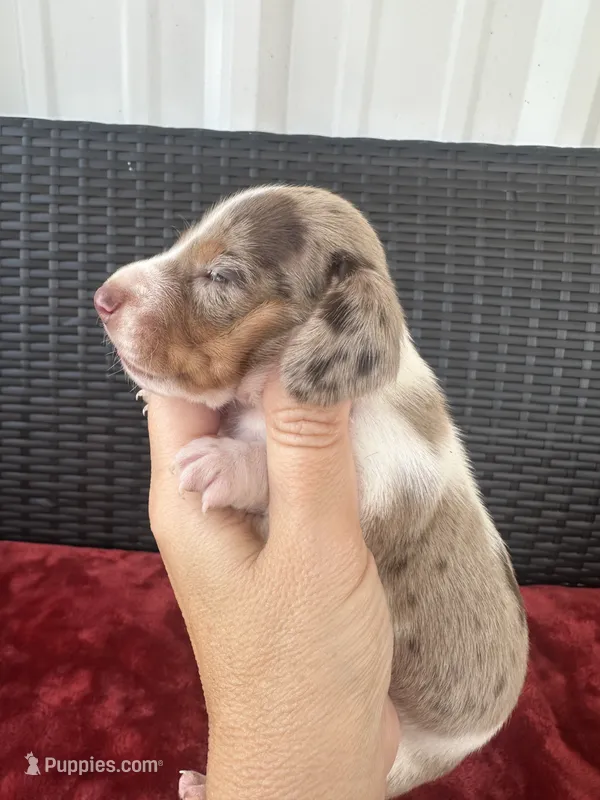 Dapple – Miniature Dachshund puppy for sale in Canton, TX