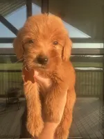 F1b medium (TINY), a male Goldendoodle for sale in Canton, TX – 6 of 6