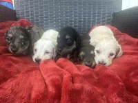 Cream AKC LH, a female Miniature Dachshund for sale in Canton, TX – 4 of 5