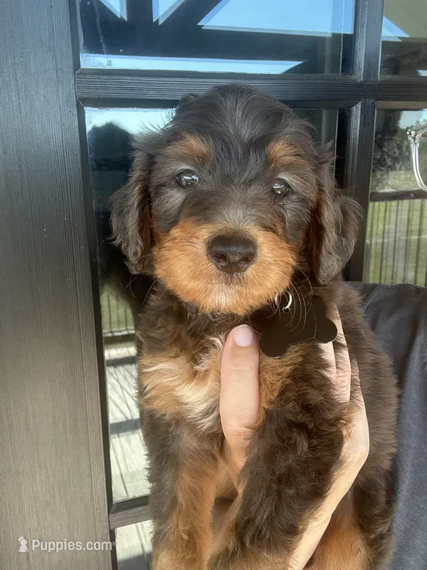 Merle medium F1b - black collar  – Bernedoodle puppy for sale in Canton, TX