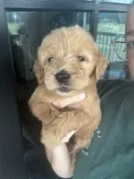 F1 girlie English cream- neon, a female Goldendoodle for sale in Canton, TX – 4 of 5
